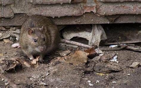 Осторожно! Крысы! — Skoda Octavia A7 Mk3, 1,8 л, 2013 года | поломка ...