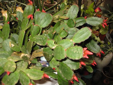 Caring For Your Mature Christmas Cactus With Woody Stems