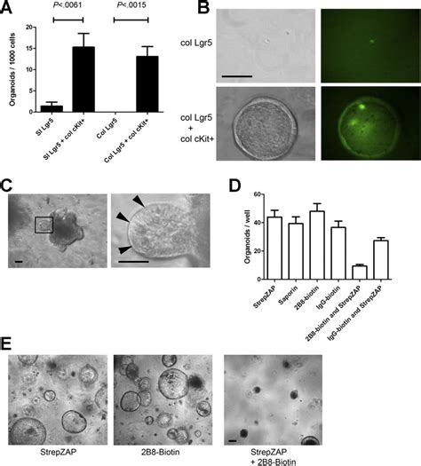 Ckit Cells Promote Organoid Formation Of Lgr Cells A Lgr Gfp Cells