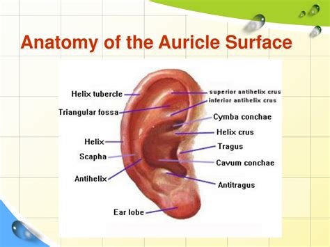 Ppt Ear Acupuncture Therapy Powerpoint Presentation Free Download