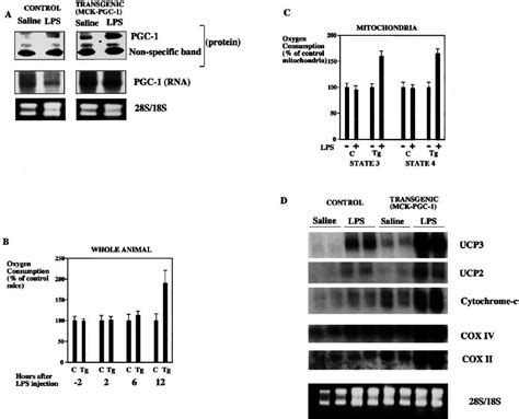 Transgenic Mice Expressing PGC-1 in Skeletal Muscle Have Elevated ...