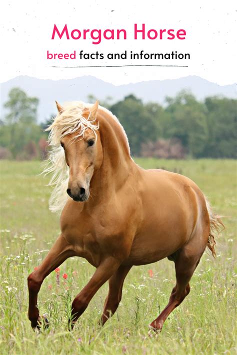 a brown horse running through a field with trees in the background and ...