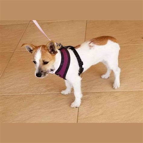 Petal Small Female Jack Russell Terrier X Miniature Fox Terrier Mix