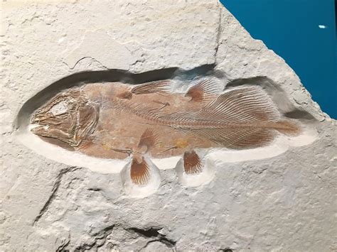 Enormous Ancient Fish Discovered by Accident – Bizarre-Looking and