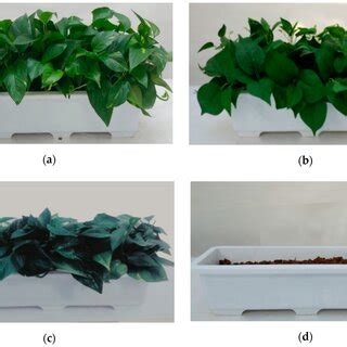 Experimental Materials And Set Ups Used As The Visual Stimuli A