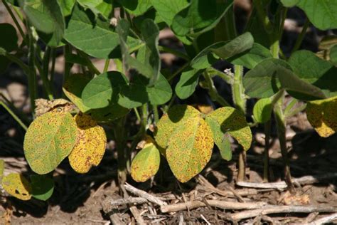 Septoria Brown Spot Soybean Disease Soybean Research Information