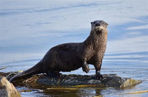 Otter Facts, Types, Diet, Reproduction, Classification, Pictures