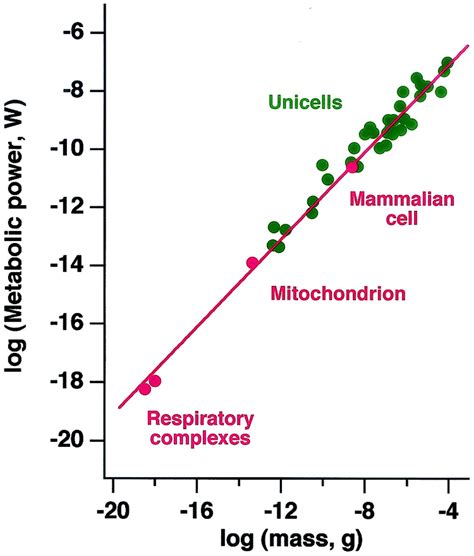 Allometric Scaling Of Metabolic Rate From Molecules And Mitochondria To