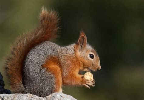 Белка – виды и описание, чем питаются, где живут, фото и видео ...