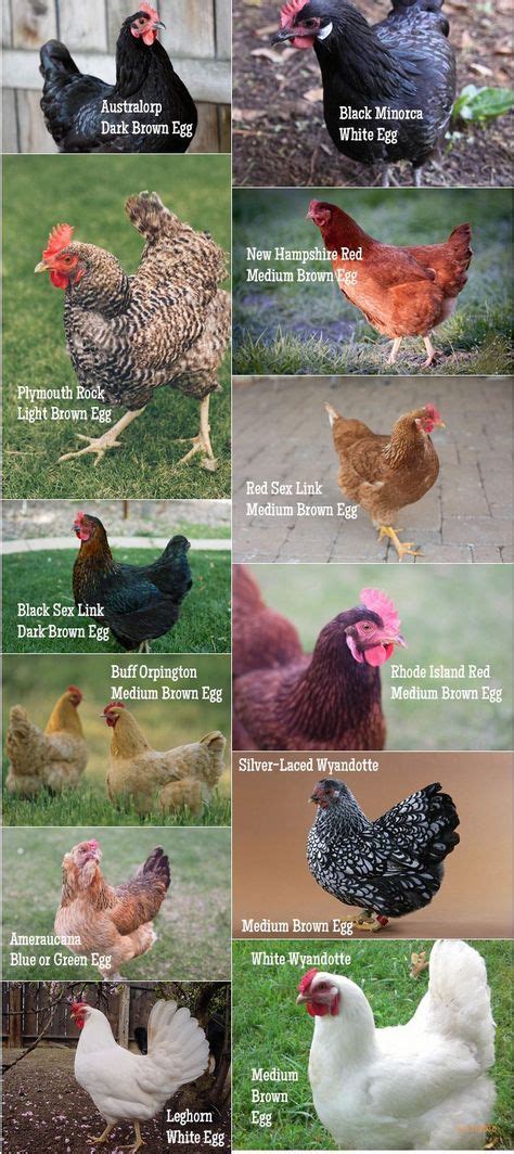 A Practical Guide to Keeping Chickens Chicken Basics 닭 기르기 닭장 닭 키우기