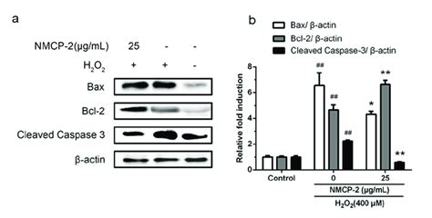 A Effect Of NMCP 2 On Bax Bcl 2 And Caspase 3 Activities Of HEK