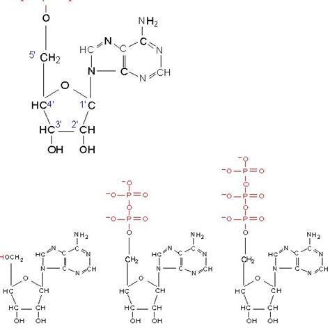 Formation of the phosphodiester bond through the condensation reaction ...