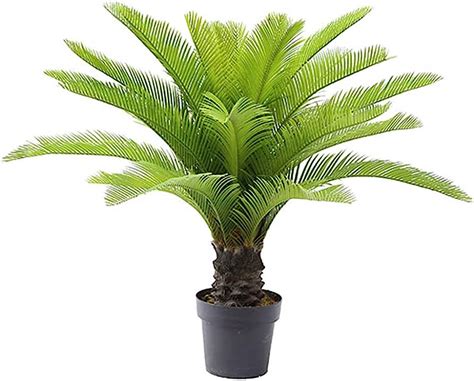 Sago Palm Tree Plant Live Tree Cycas Revoluta Rare 58 OFF