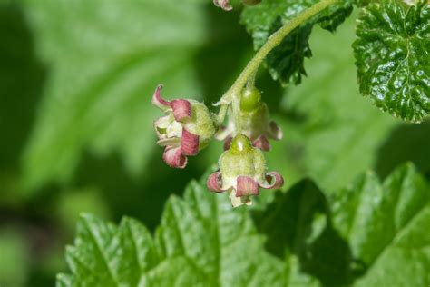 Crni ribiz (Ribes nigrum)