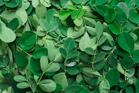 9 Surprising Moringa Health Benefits For Women Moringa Benefits