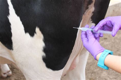 Managing Mastitis In Dairy Heifers To Improve Overall Herd Health Uga Cooperative Extension