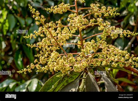 Flores De Un Rbol De Mango En Flor En La Floraci N Del Rbol De Mango