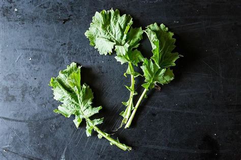 Can You Eat The Leaves Of Broccoli Rabe Broccoli Walls