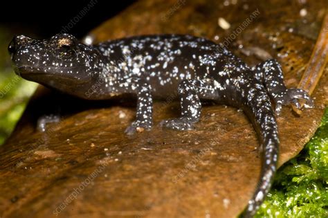 Juvenile Santa Cruz Black Salamander Aneides Niger Stock Image