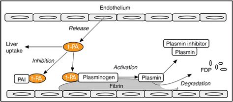 Tissue Plasminogen Activator Tpa Fibrinolytic And Coagulative Factors Vibratation