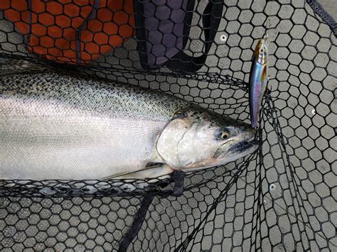 Top Lure Presentations For Chinook Salmon Superior Country