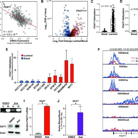 Luminal Breast Cancer Cells Are Auxotrophic For Serine A And B Basal