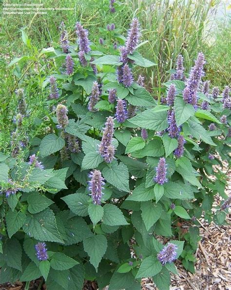 Plantfiles Pictures Anise Hyssop Licorice Mint Agastache Foeniculum