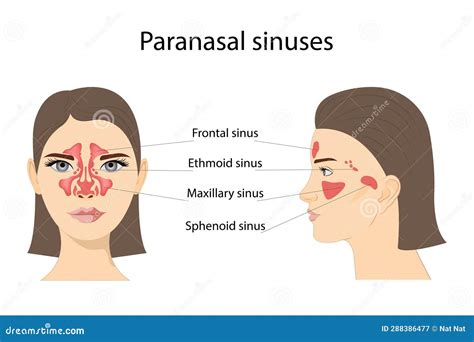 Paranasal Sinuses Frontal Ethmoidal Sphenoidal And Maxillary