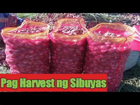 Harvest Ng Red Pinoy Onion Part Youtube