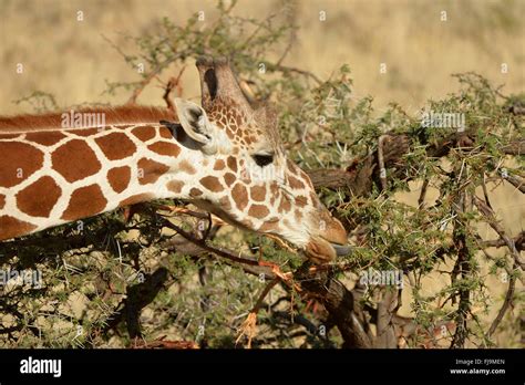 Reticulated Giraffe Giraffa Camelopardalis Reticulata Close Up Of Head Feeding On Acacia