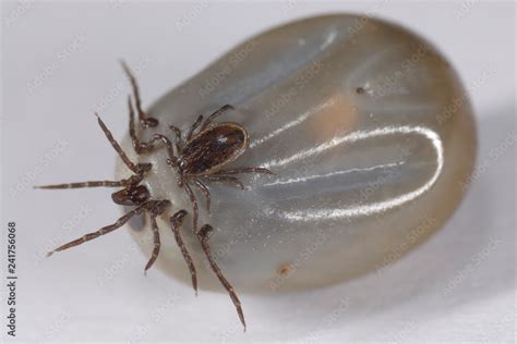 Female And Male Tick Ixodes Ricinus Mating Ticks Mating Ticks Couple