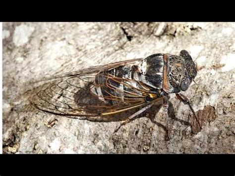 Cicada Sound or Huni ng Kuliglig 06 28 2011 - YouTube