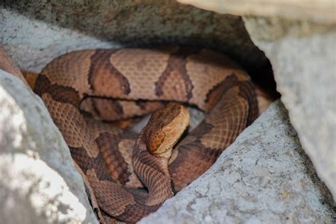 Shedding Light on Harford County’s Venomous Snake – Harford Land Trust