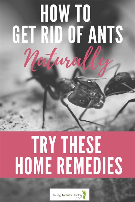 How To Get Rid Of Ants Naturally Try These Home Remedies