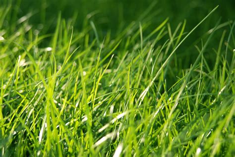 how to remove moss from lawn 14