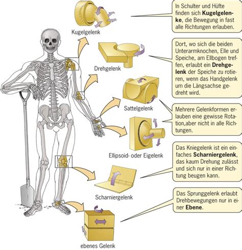 Knochenverbindungen & Gelenke | Anatomie lernen, Anatomie und ...