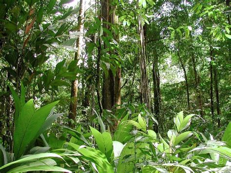 10 Facts about Brazil Rainforest | Fact File