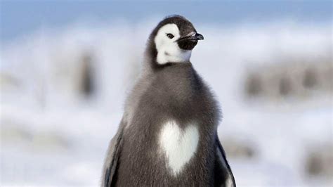 Nature's Valentines... Adorable Animals with Hearts! - Hop to Pop