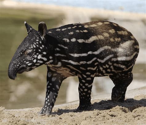 Malayan Tapir Facts: They Can Swim and Stay under Water for Several ...