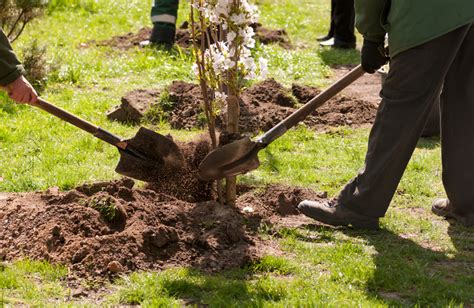 A Guide to Planting Trees - Five Star Tree Services