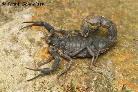 Scorpiones - Zoohaus W&S - Ihr Spezialist für Vogelspinnen und Wirbellose
