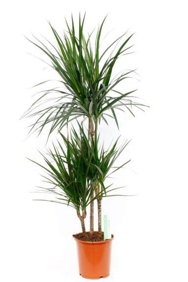 Dracaena Marginata Drachenbaum Kaufen 123zimmerpflanzen