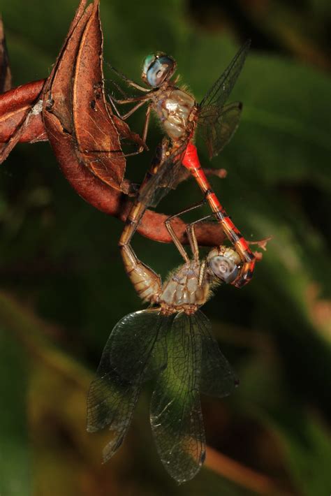 Blue Faced Meadowhawk Sympetrum Ambiguum Colchester Par Flickr