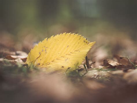 Free Images Tree Nature Branch Blossom Light Bokeh Dandelion