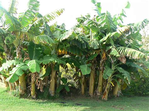 Banana Trees In Maui Hawaii Brad Andersohn Flickr