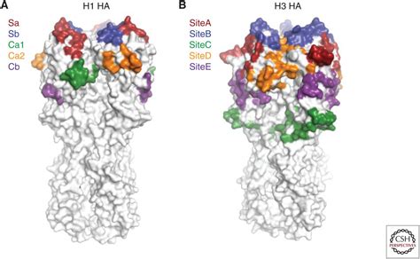 Influenza Hemagglutinin Structures and Antibody Recognition