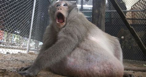 Thailand's morbidly obese monkey on diet after gorging on junk food ...