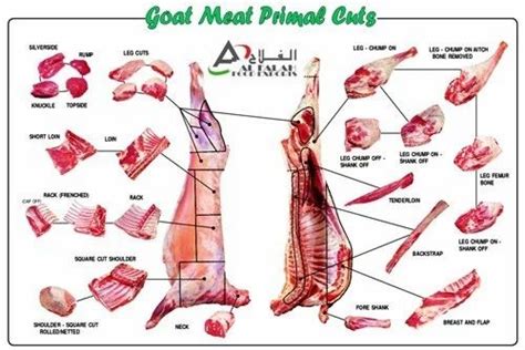 Goat Leg Anatomy Anatomical Charts Posters