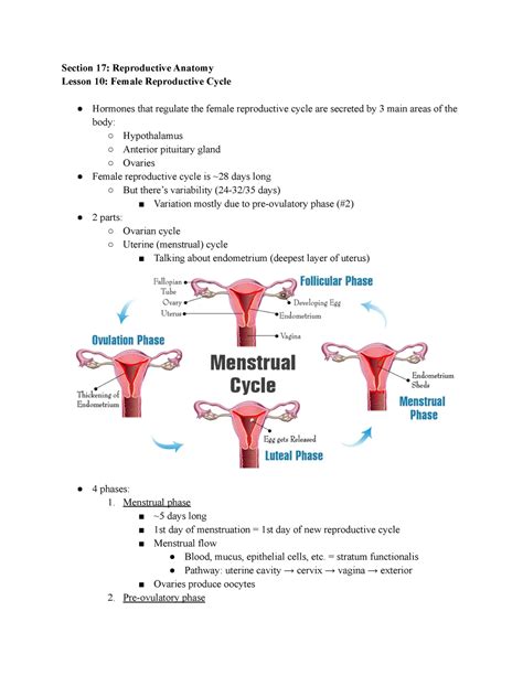 9 Female Reproductive Cycle Section 17 Reproductive Anatomy Lesson 10 Female Reproductive