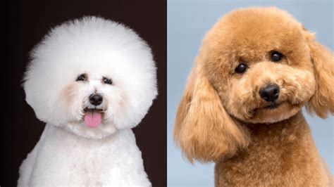 Poochon (Bichon Frise Poodle Mix): Traits and Care Guide – PawSafe